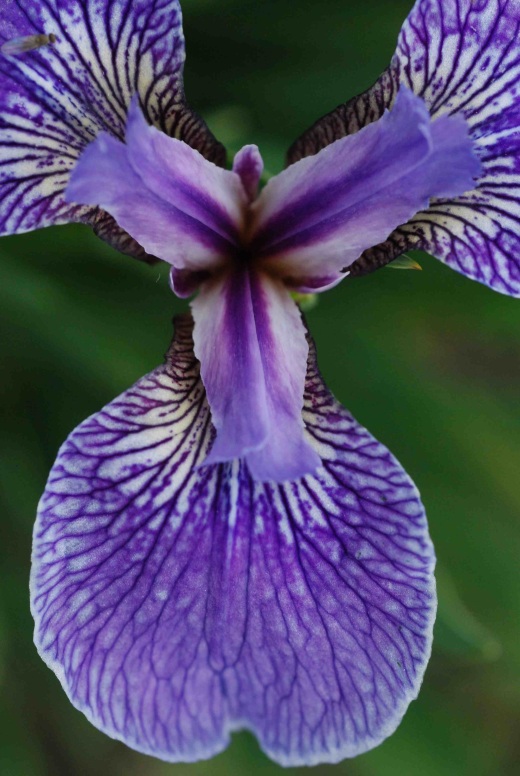 iris setosa