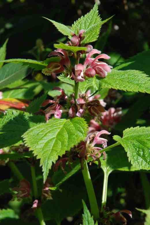 Lamium orvala is a noble deadnettle for a shady border