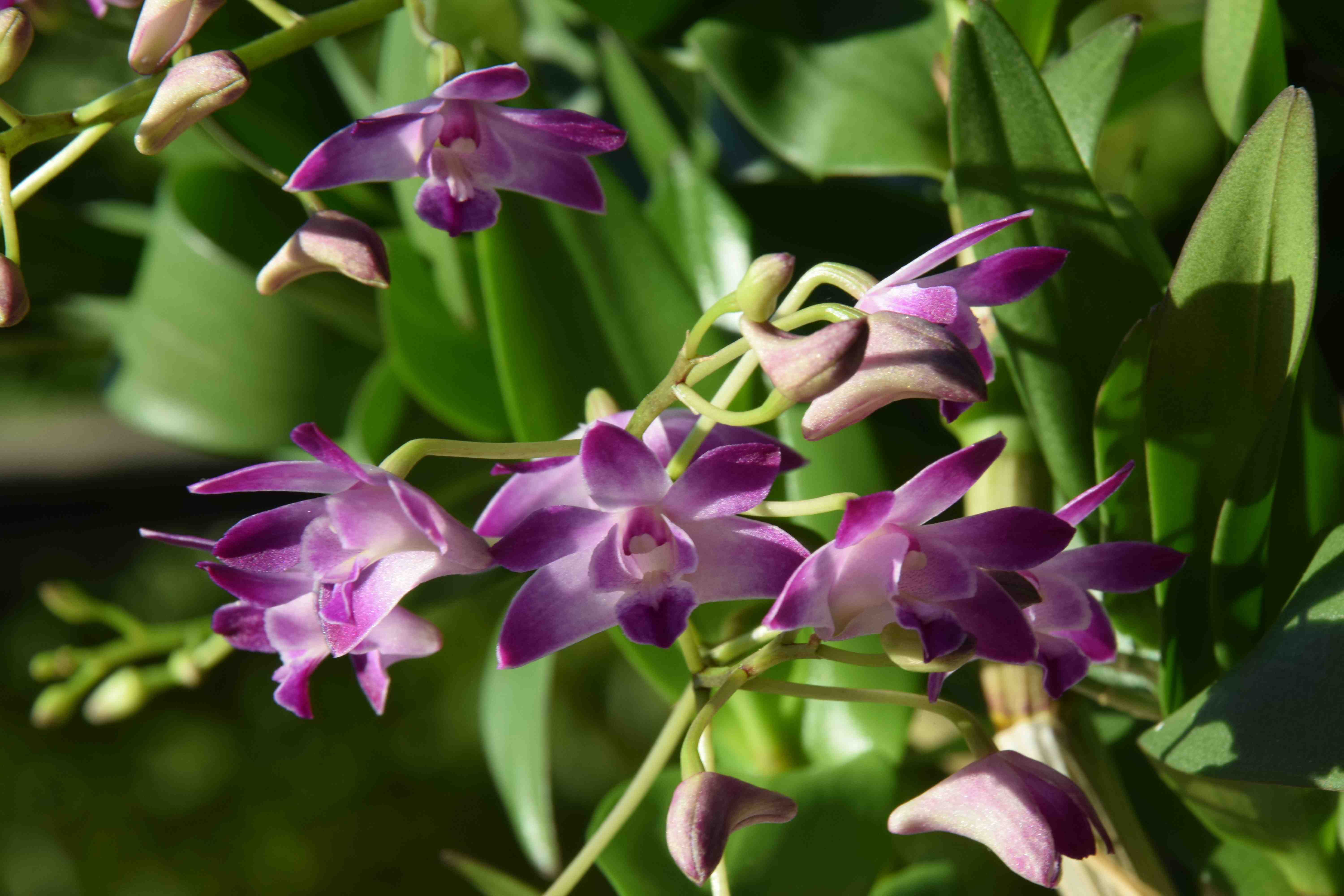 Orchid Dendrobium