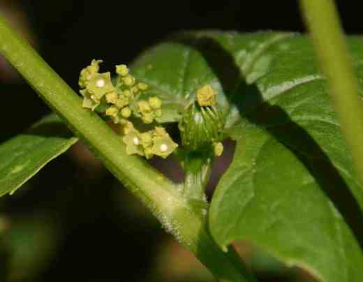 A tiny fruit developing from the one female flower in the cluster and the tiny male flowers