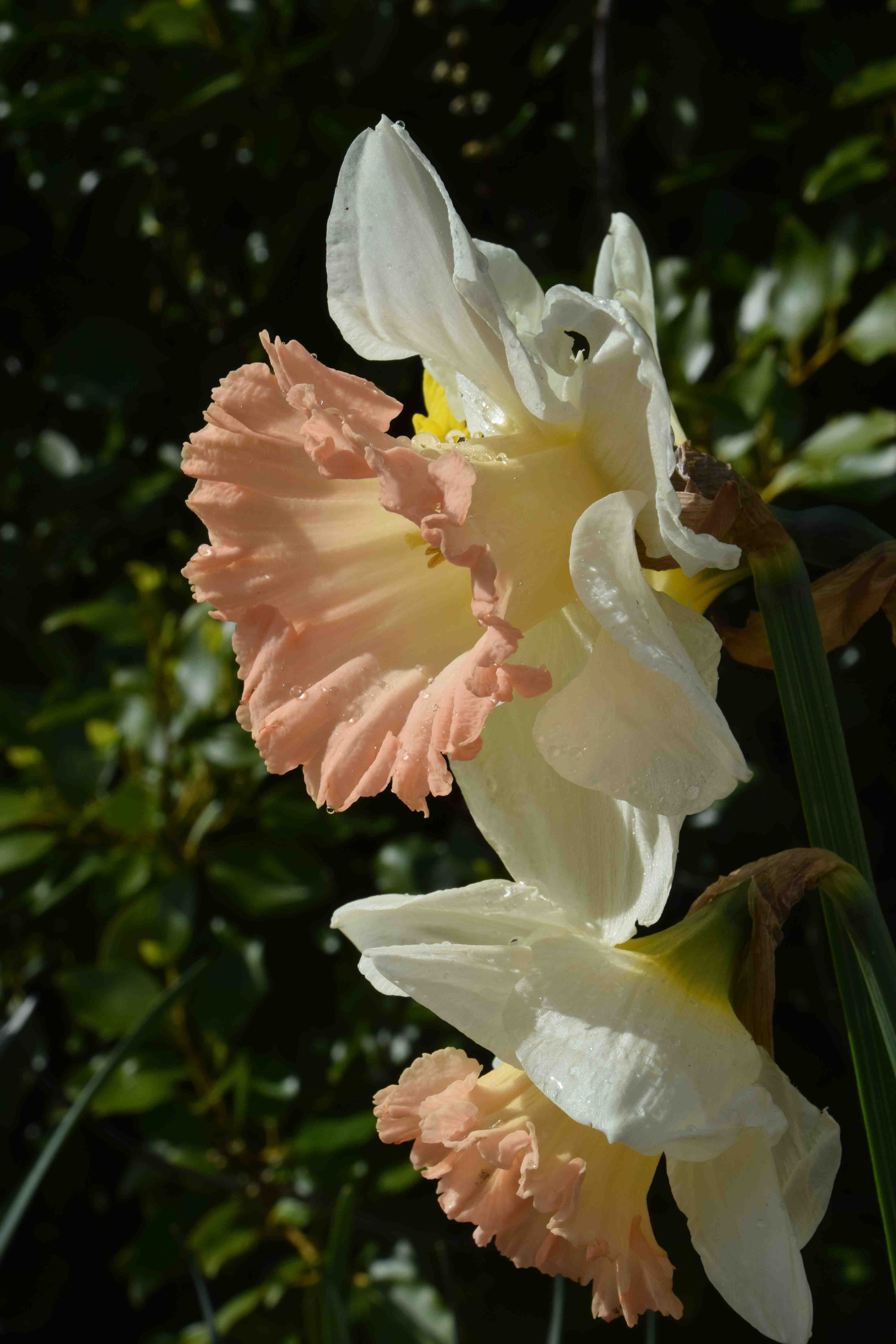 British Gamble Giant Daffodil