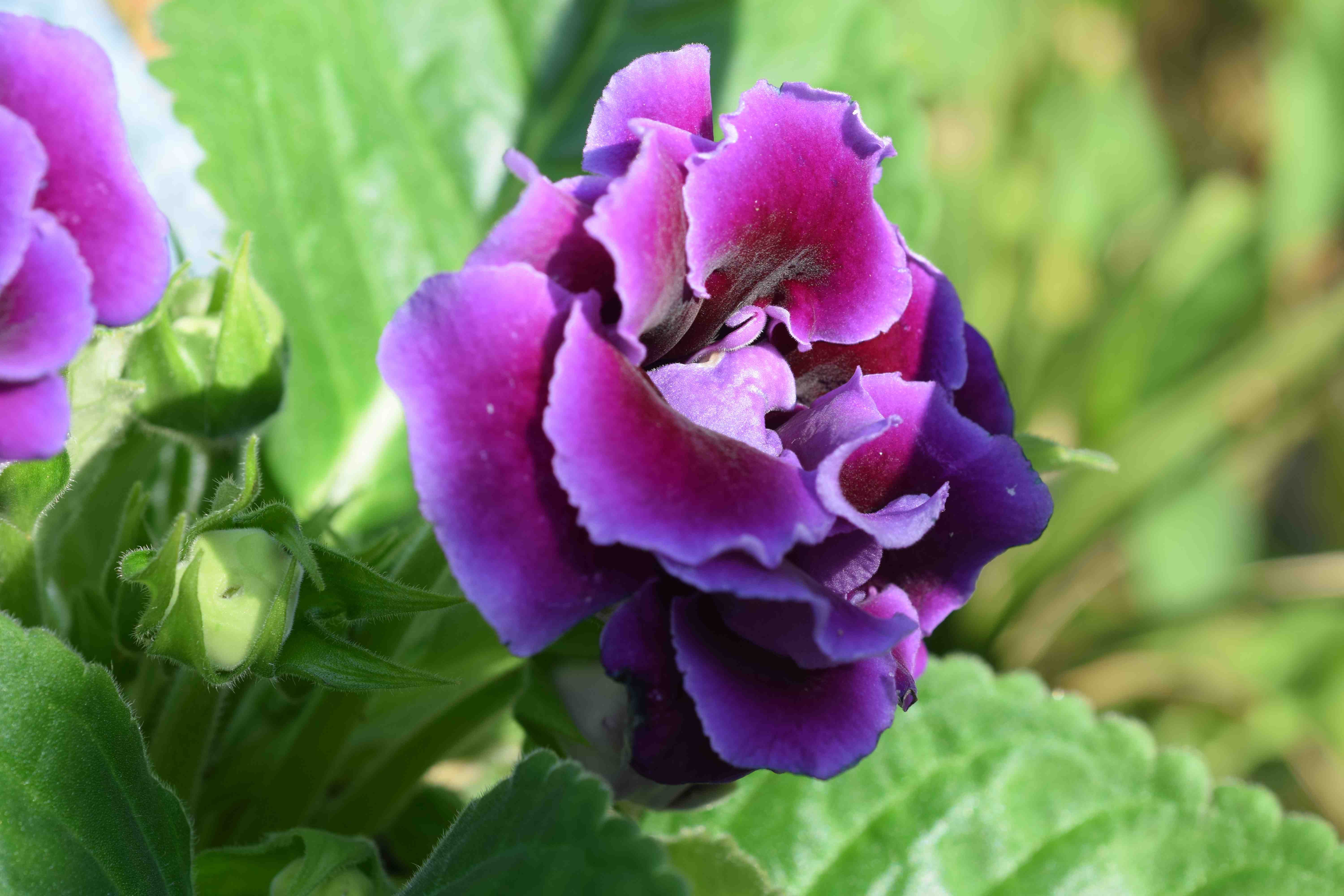 Out of fashion but just as lovely: Gloxinia | The Biking Gardener