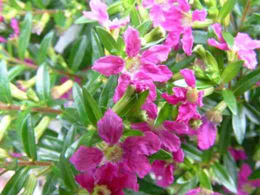 cuphea-hyssopifolia-pink3-copy